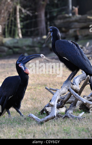 Abyssinian Ground Hornbill - a male bird offering a mouse to a female as a part of courtship Stock Photo