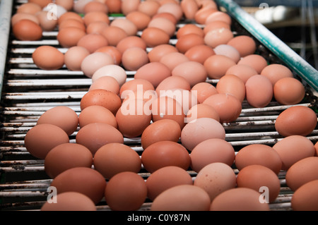 Fresh Brown Eggs on Industrial Conveyor Belt in Poultry Facility Stock Photo