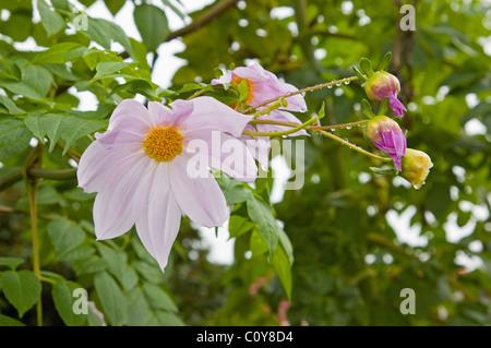 Close-up of the flowers of the Tree Dahlia (Dahlia imperialis) also known as Bell Tree Dahlia. Stock Photo