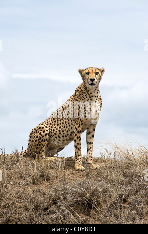 Female cheetah, Acinonyx jubatus, searching for prey, Simba Kopjes, Serengeti, Tanzania Stock Photo