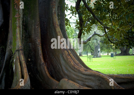 Root system of a Moreton Bay fig tree (Ficus) Adelaide parkland area, South Australia. Stock Photo