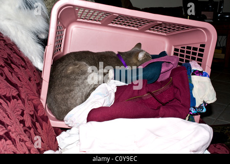 Cat sleeping among the clothes in a laundry basket Stock Photo