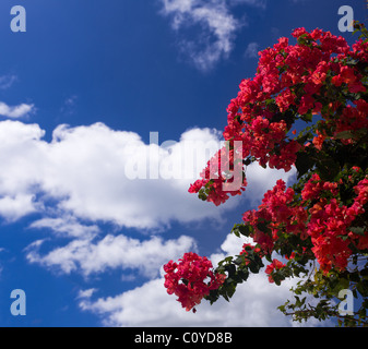 Bright red bougainvillea flowers against a beautiful blue sky Stock Photo