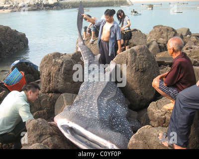 BABY WHALE SHARK WASHED UP This monster one-ton whale shark dwarfs startled locals after being found washed up dead on rocks in Stock Photo