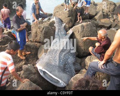 BABY WHALE SHARK WASHED UP This monster one-ton whale shark dwarfs startled locals after being found washed up dead on rocks in Stock Photo