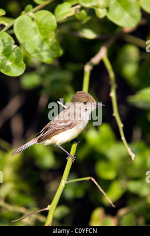 Large-billed Flycatcher (Galapagos Flycatcher) - Tortuga Bay - Santa Cruz Island, Galapagos Islands, Ecuador Stock Photo