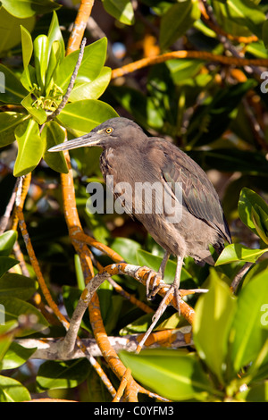 Galapagos Heron (Lava Heron) - Tortuga Bay - Santa Cruz Island, Galapagos Islands, Ecuador Stock Photo