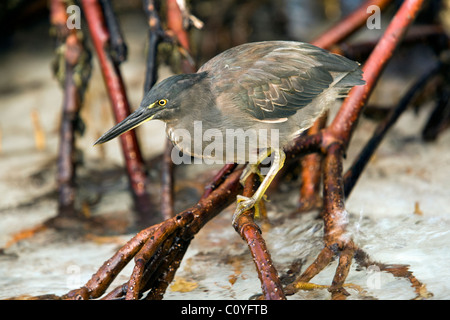 Galapagos Heron (Lava Heron) - Tortuga Bay - Santa Cruz Island, Galapagos Islands, Ecuador Stock Photo