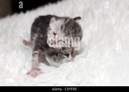 A two headed cat recently born in Australia can eat through one mouth only. The two faced ragdoll cross burmilla is being Stock Photo