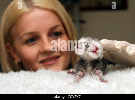 A two headed cat recently born in Australia can eat through one mouth only. The two faced ragdoll cross burmilla is being Stock Photo
