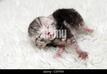 A two headed cat recently born in Australia can eat through one mouth only. The two faced ragdoll cross burmilla is being Stock Photo