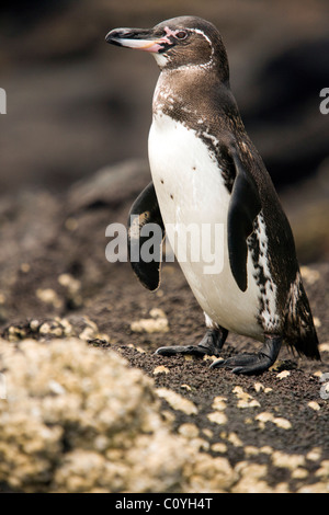 Galapagos Penguin - Bartolome Island - Galapagos Islands, Ecuador Stock Photo