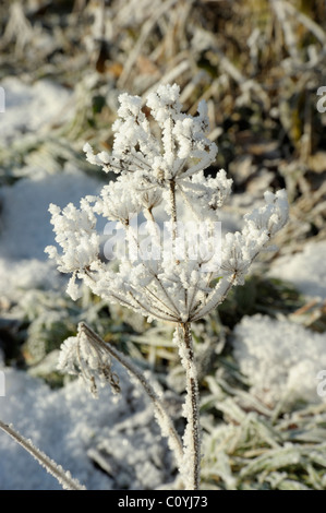 Hoar frost on dead plant Stock Photo