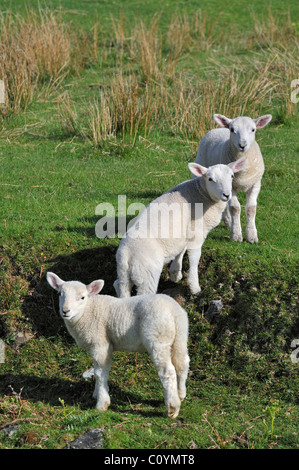 Cheviot sheep (Ovis aries) lambs in field in the Scottish Highlands, Scotland, UK Stock Photo