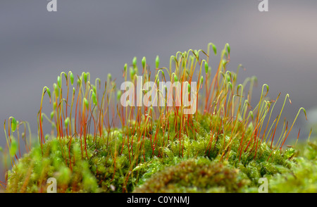 Green and red mosses growing on a wall Stock Photo