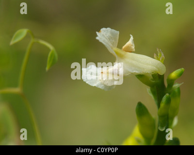 Climbing Corydalis, ceratocapnos claviculata Stock Photo