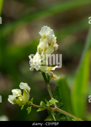 Climbing Corydalis, ceratocapnos claviculata Stock Photo