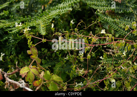 Climbing Corydalis, ceratocapnos claviculata Stock Photo