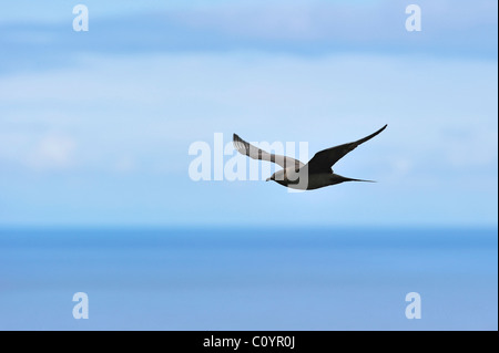 Arctic Skua / Parasitic Jaeger (Stercorarius parasiticus) dark phase, in flight over sea, Scotland, UK Stock Photo