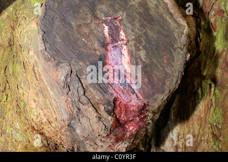 The Bleeding Yew tree in the Churchyard of St Brynach, Nevern, Pembrokeshire, Wales, UK Stock Photo