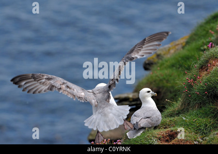 Northern / Arctic Fulmar (Fulmarus glacialis) landing on nest in cliff face in the Fowlsheugh nature reserve, Scotland, UK Stock Photo