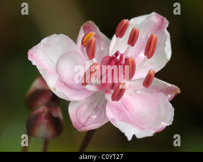 Flowering-rush, butomus umbellatus Stock Photo