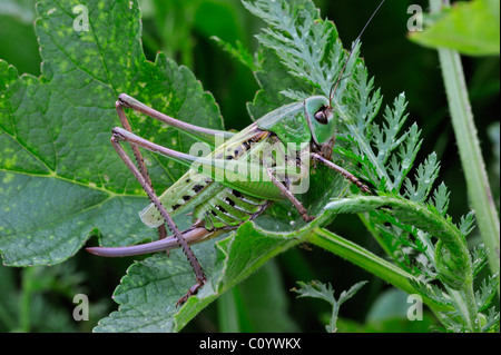 Wartbiter / Wart biter bush cricket (Decticus verrucivorus) on plant, Dolomites, Italy Stock Photo