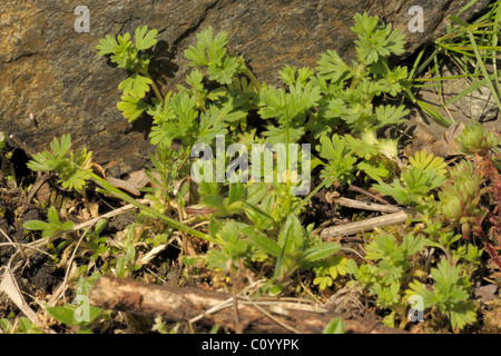 Parsley-piert, aphanes arvensis Stock Photo