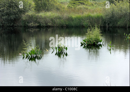 Water-plantain, alisma plantago Stock Photo