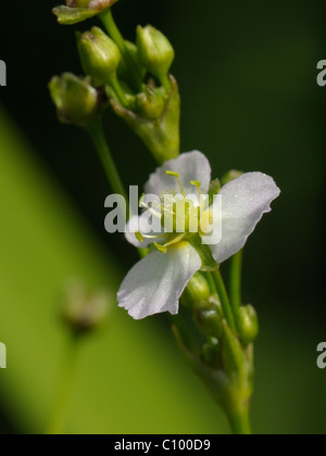 Water-plantain, alisma plantago Stock Photo