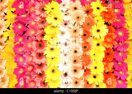 Multicolor Flower background Stock Photo