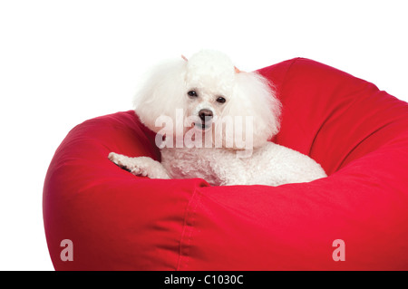 An adorable white toy poodle snuggled up in a red bean bag chair. Shot in the studio on an isolated white seamless backdrop. Stock Photo