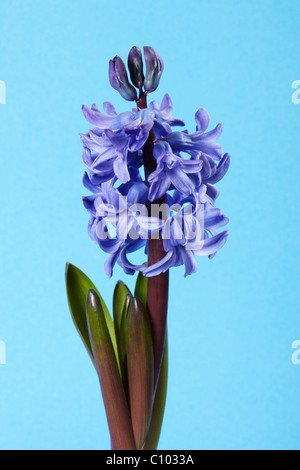 Blue Hyacinth (Hyacinthus orientalis) Flower Stock Photo