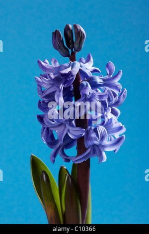 Blue Hyacinth (Hyacinthus orientalis) Flower Stock Photo