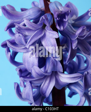 Blue Hyacinth (Hyacinthus orientalis) Flower Stock Photo