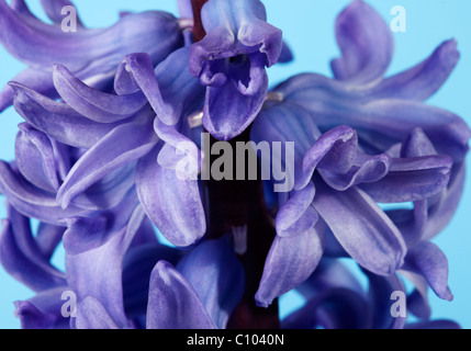 Blue Hyacinth (Hyacinthus orientalis) Flower Stock Photo