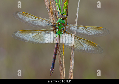 Common Green Darner Dragonfly Anax junius E  N. America, by Skip Moody/Dembinsky Photo Assoc Stock Photo