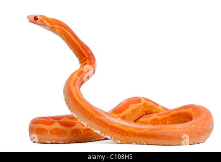 Scaleless Corn Snake, Pantherophis Guttatus, in front of white background Stock Photo
