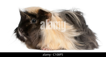 Young Peruvian guinea pig, 6 months old, in front of white background Stock Photo