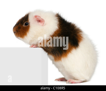 Teddy guinea pig, 9 months old, climbing on box in front of white background Stock Photo