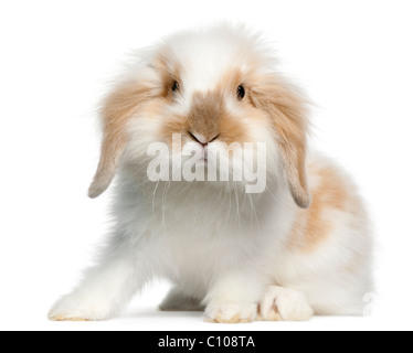 Lop rabbit, 6 months old, in front of white background Stock Photo