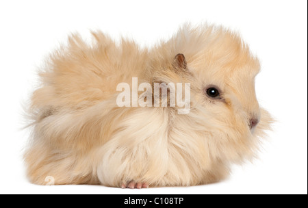 Young Peruvian guinea pig, 2 months old, in front of white background Stock Photo