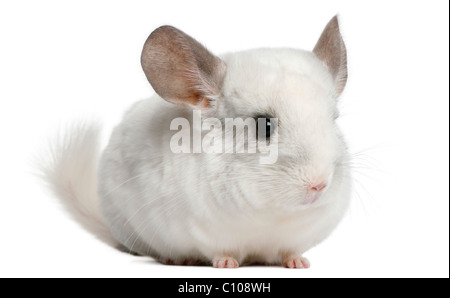 Wilson Chinchilla, 12 months old, in front of white background Stock Photo