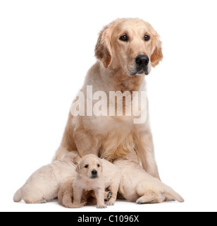 Golden Retriever mother, 5 years old, nursing and her puppies, 4 weeks old, in front of white background Stock Photo