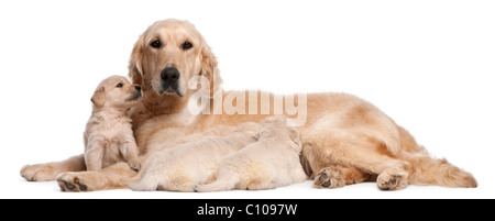 Golden Retriever mother, 5 years old, nursing and her puppies, 4 weeks old, in front of white background Stock Photo