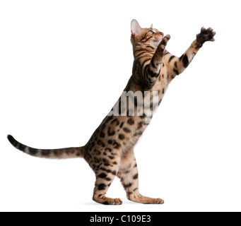 Bengal kitten, 5 months old, in front of white background Stock Photo