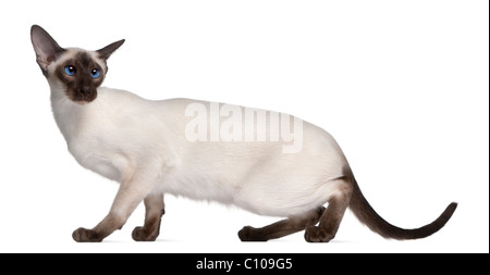 Siamese kitten, 7 months old, in front of white background Stock Photo