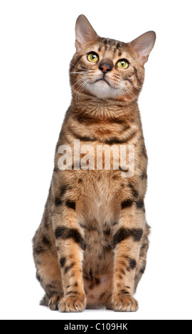 Bengal Cat Curious Looking in Camera on Black background Stock Photo ...