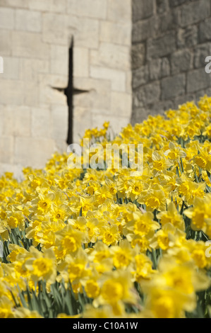 Daffodils in bloom on the embankment below York's city walls. Stock Photo