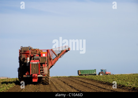 Vervaet 17 tonne 6 row Sugar Beet Harvester at work lifting - Harvesting sugar beet in the fields Stock Photo